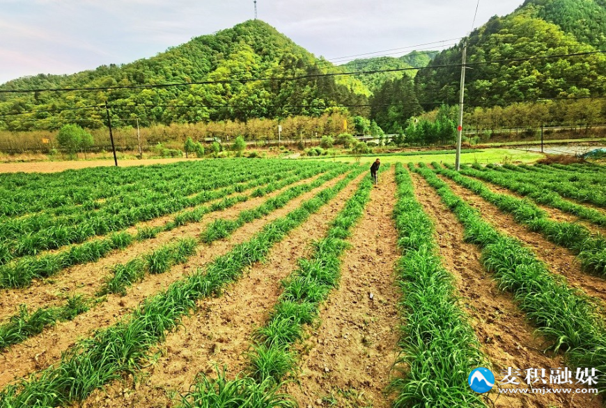 mmexport1746535493745.jpg mmexport1746535493745.jpg