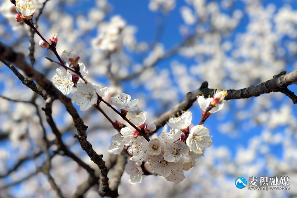 微信图片_20240329184130